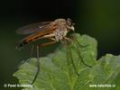 Fly