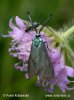 Forester Moth