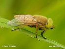 Four-lined Horsefly