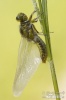 Four-spotted Chaser