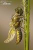 Four-spotted Chaser