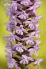 Fragrant orchid