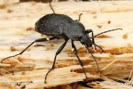 Garden Carabus