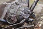 Giant Horned Beetle