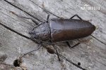 Giant Horned Beetle