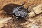 Giant Horned Beetle