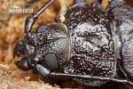 Giant Horned Beetle