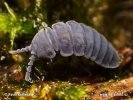 Giant Springtail