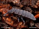 Giant Springtail