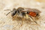 Girdled Mining Bee
