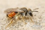 Girdled Mining Bee