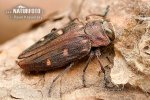 Gold pit oak splendour beetle