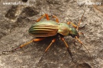 Golden ground beetle