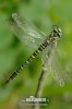 Golden-ringed Dragonfly - Common Goldenring