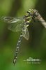 Golden-ringed Dragonfly - Common Goldenring