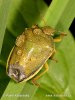 Gorse Shield Bug