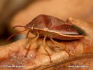 Gorse Shield Bug