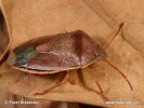 Gorse Shield Bug