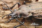 Granulated Carabus