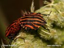 Graphosoma italicum