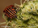 Graphosoma italicum