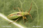 Grass Bug