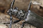 Great Capricorn Beetle