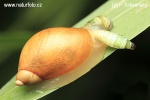 Green-banded broodsac