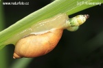 Green-banded broodsac