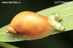 Green-banded broodsac