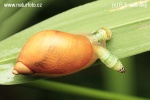 Green-banded broodsac