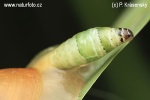 Green-banded broodsac