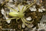 Green Huntsman Spider