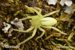 Green Huntsman Spider