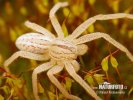 Green Huntsman Spider