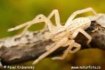 Green Huntsman Spider