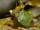 Green shield Bug