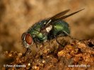 Greenbottle