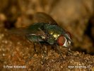 Greenbottle