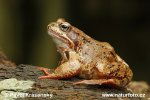 Grenouille rousse