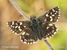 Grizzled Skipper