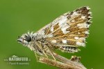 Grizzled Skipper