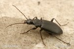 Ground Beetle