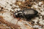 Ground Beetle