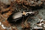 Ground Beetle