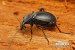 Ground Beetle