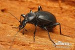 Ground Beetle