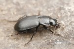 Ground Beetle