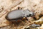 Ground Beetle