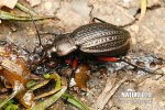 Ground beetle